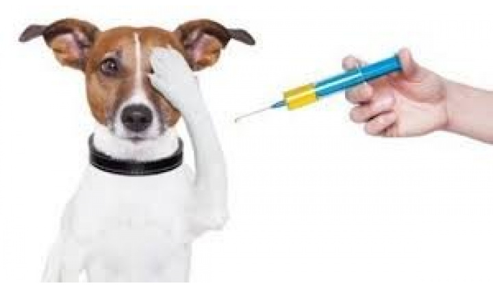 čipovanie a vakcinácia psov v našej obci 13.10.2022