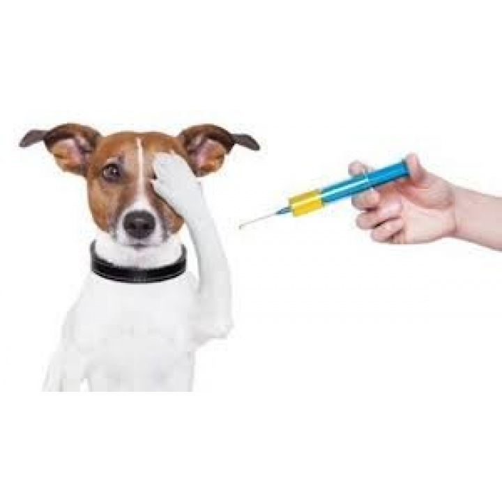čipovanie a vakcinácia psov v našej obci 13.10.2022