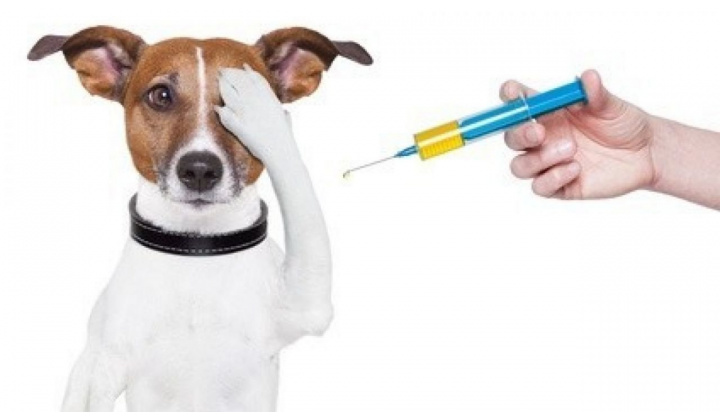 vakcinácia psov proti besnote a čipovanie v našej obci